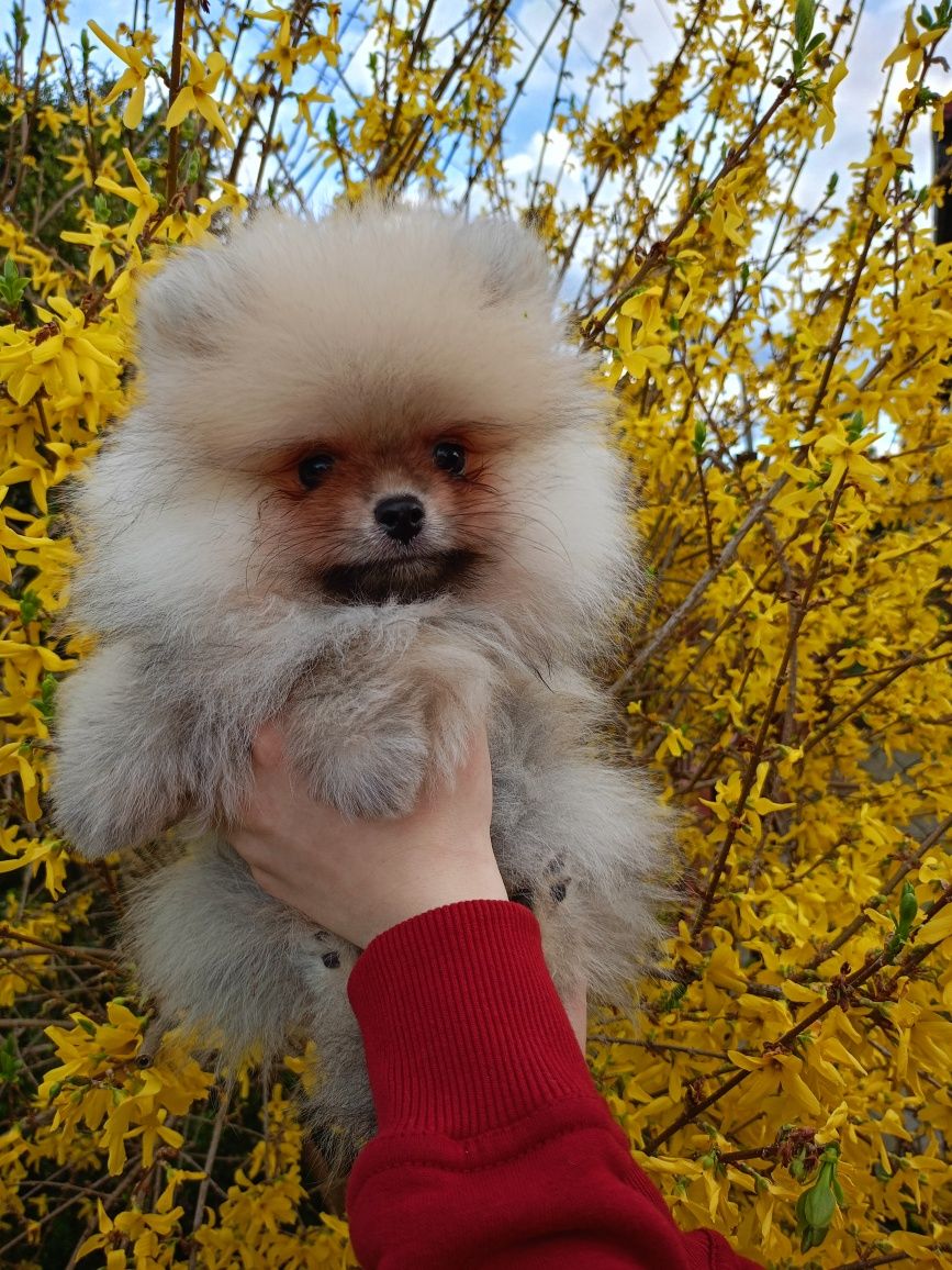 Szpic miniaturowy Pomeranian FCI piesek