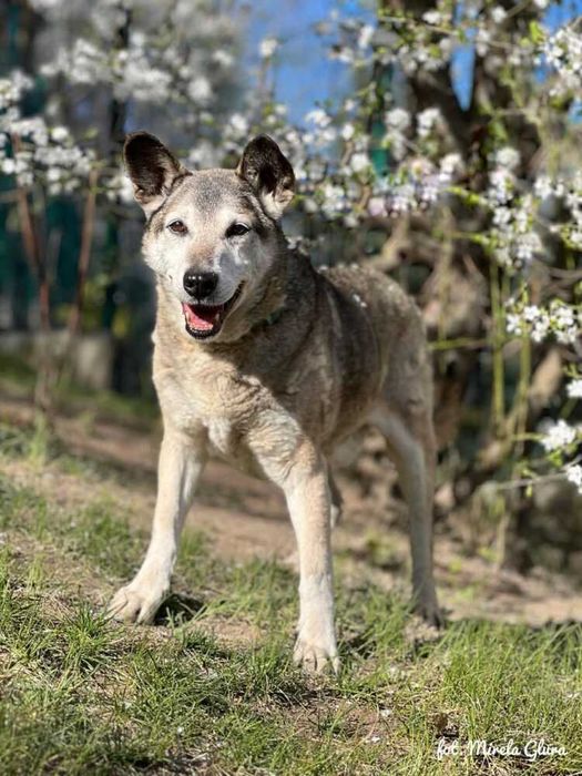 Spajk - uwielbiający spacery starszy kawaler szuka domu - 0053/22