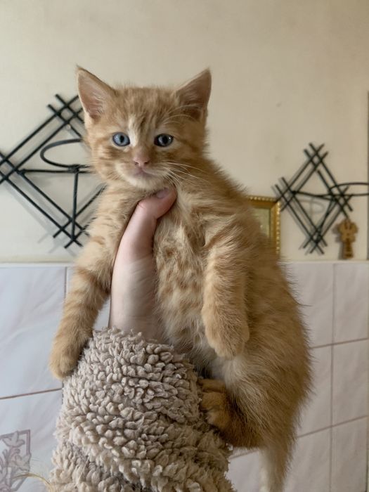 Віддам кошенят в добрі руки