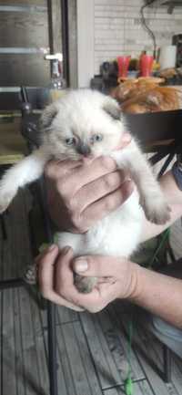 Шотландські кошенята/Scottish fold/straight choco/lilac point