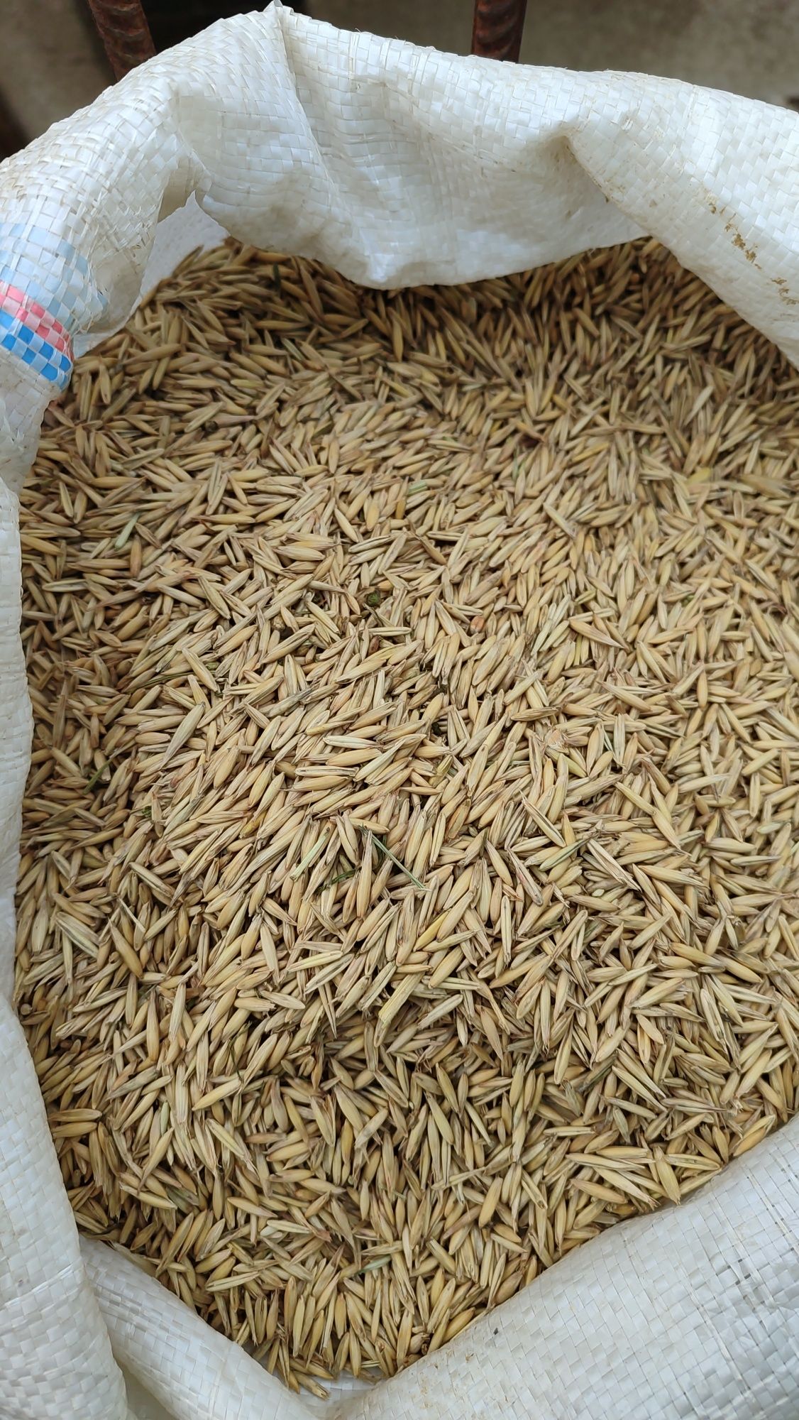 Продам овес сухий в мішках цьогорічний