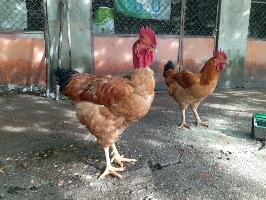 Galos criados ar livre