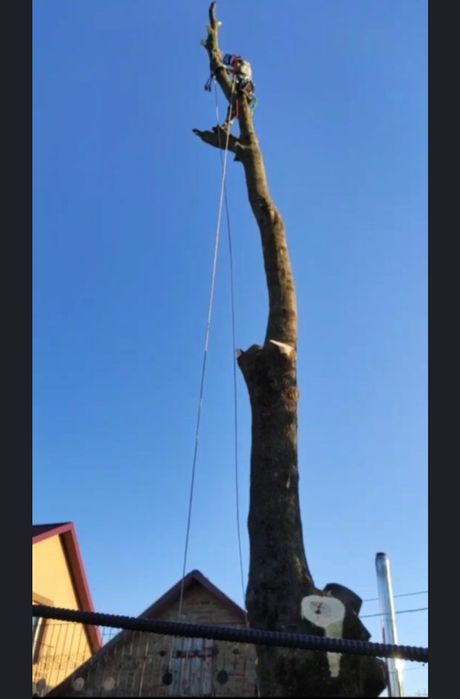 Зрізання дерев / Арборист — швидко та безпечно