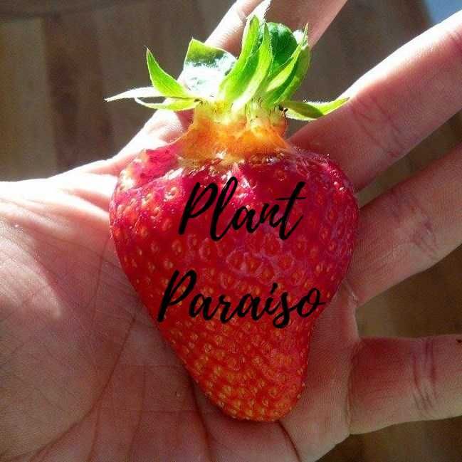 Morangueiros que dão morangos gigantes muito saborosos