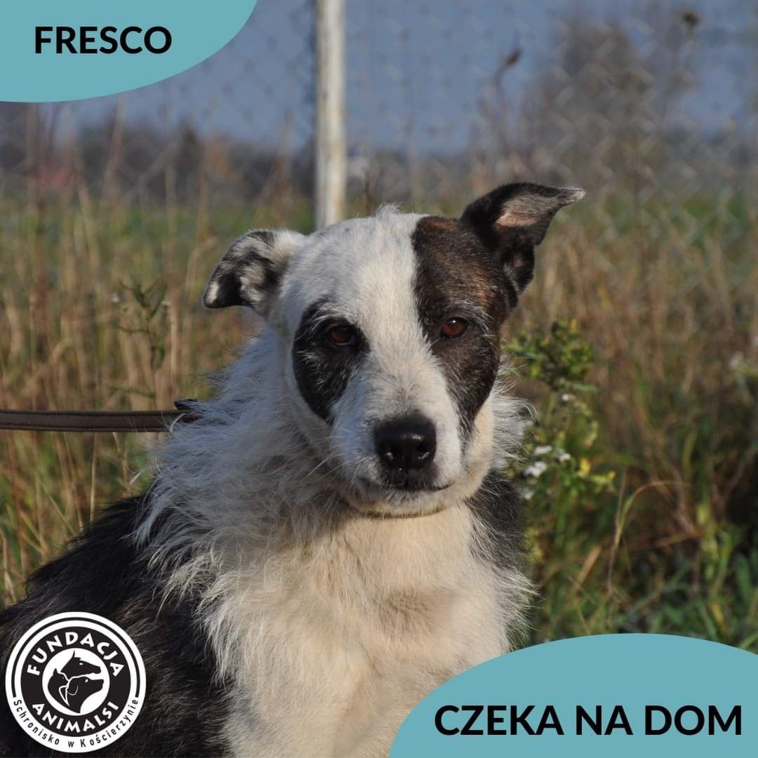 FRESCO czeka na dom. Pokochaj go.