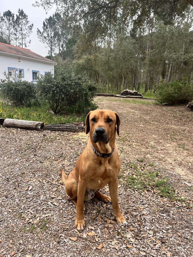 Cães Leao da Rodésia