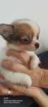 Chihuahua piesek