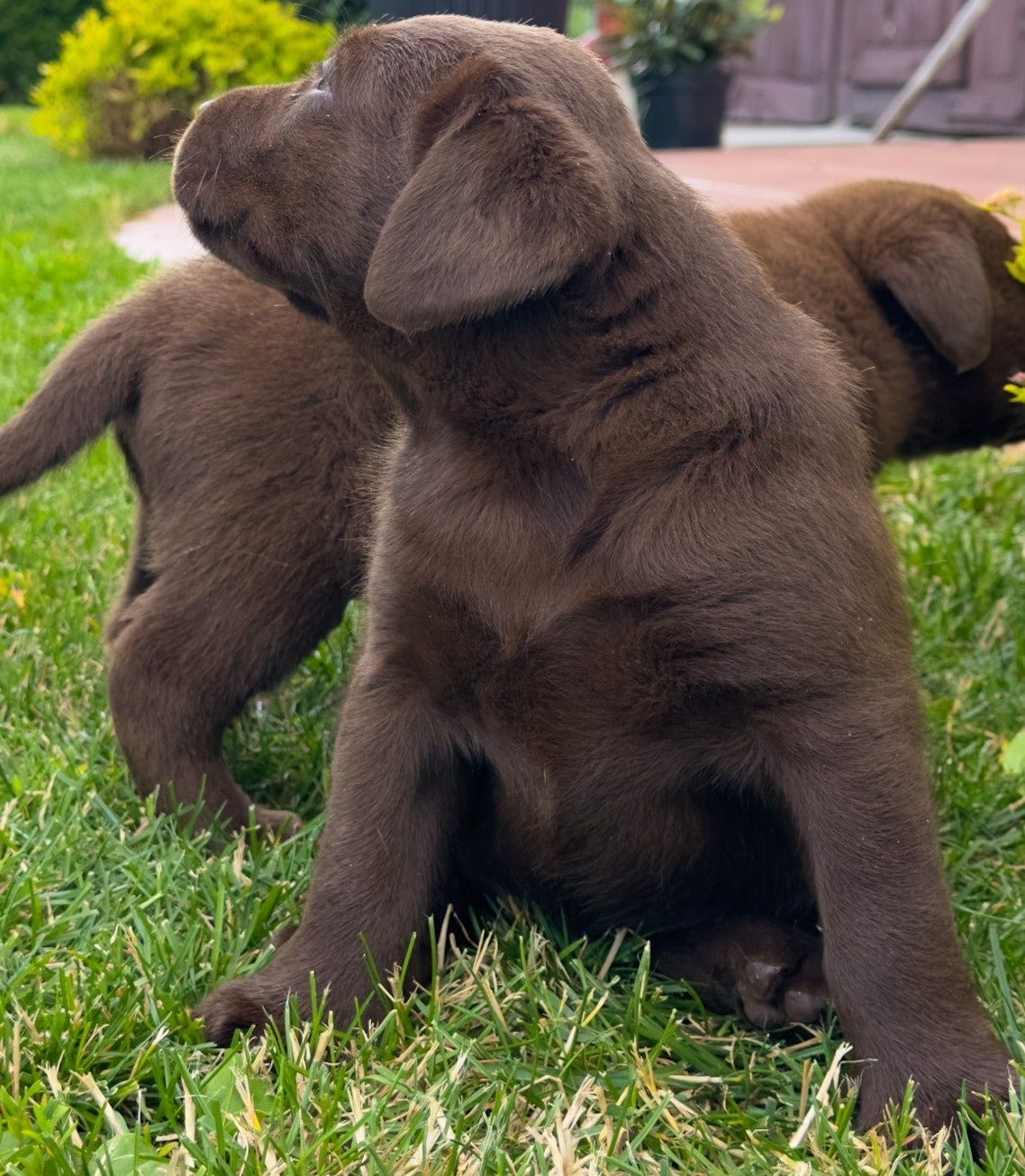 Śliczny labrador już do odbioru!!