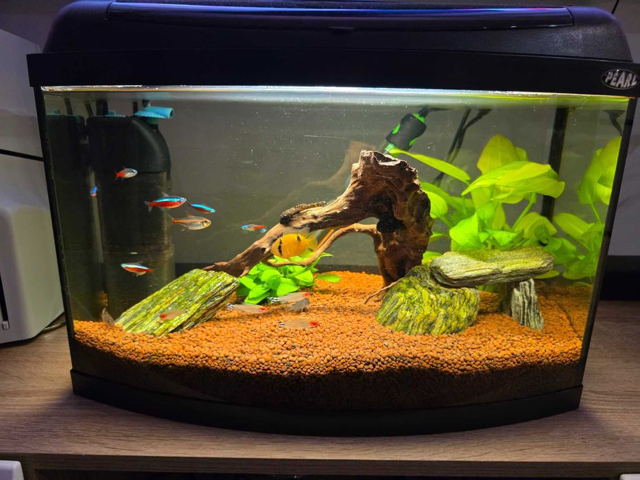 Akwarium 60l Pearl Aquael