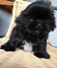 Piesek czarny z krawatem shihtzu