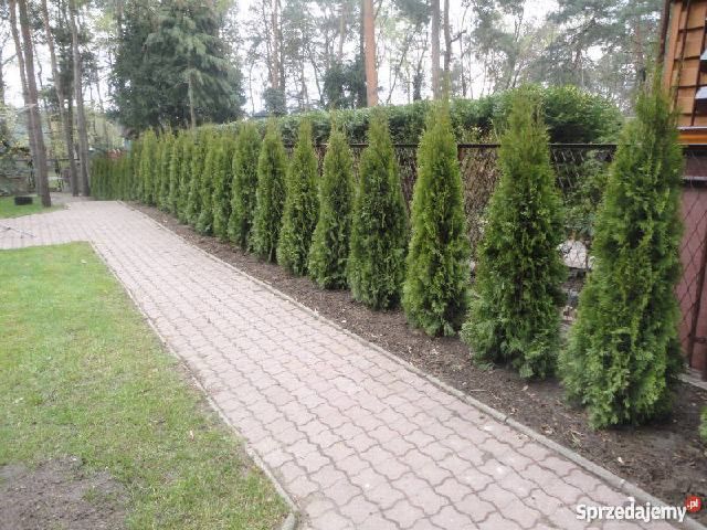 Tuja szmaragd tuje thuja smaragd szmaragdowa