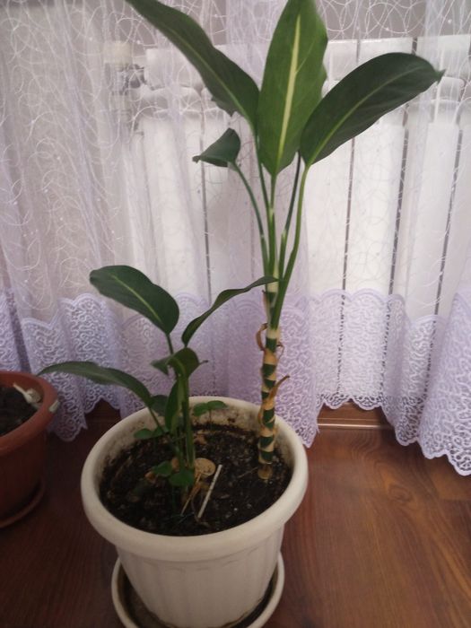 Вазони, дефенбахії