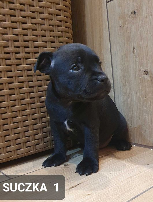 Staffordshire bull Terrier -Staffik- Suczka Czarna