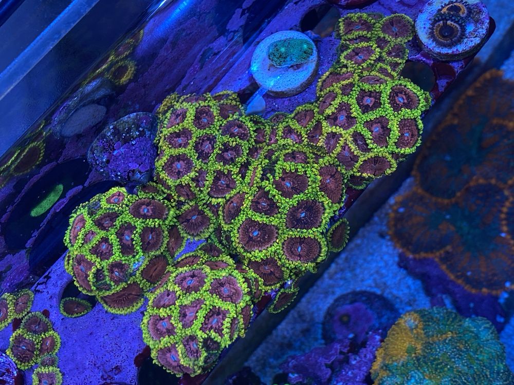 Coral frag agua salgada aquario reef zoanthus pink diamond