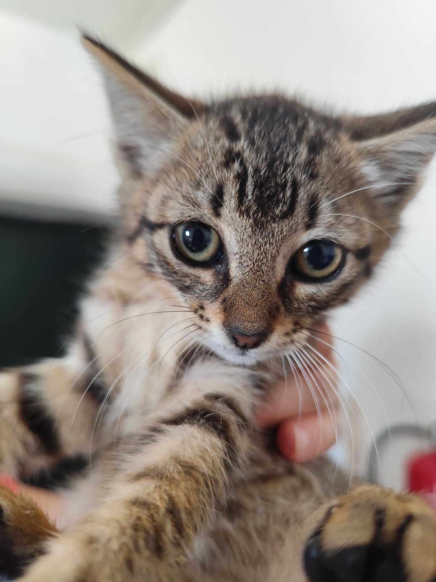 GATINHOS BEBÉS - Para Adoção