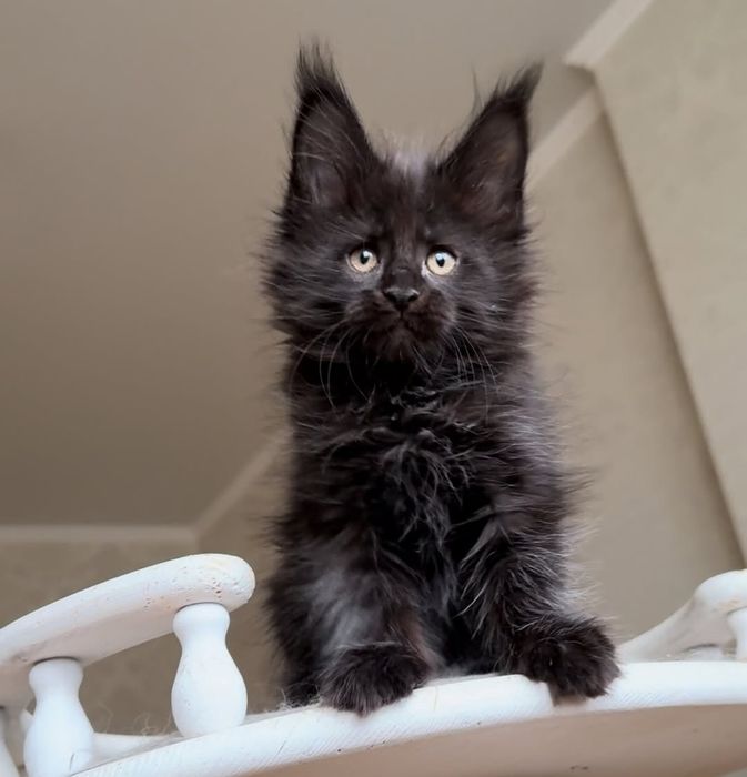 Котята мейн-кун с документами на продажу