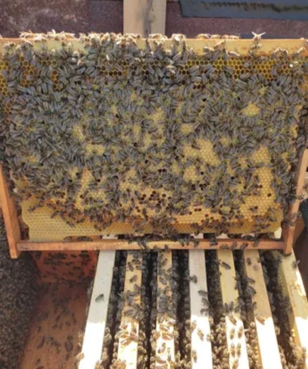 Бджолопакети бакфаст карніка карпатка
