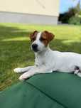 Jack Russell Terrier piesek od #SMARTIE JACKS# pure breed MALE Jack