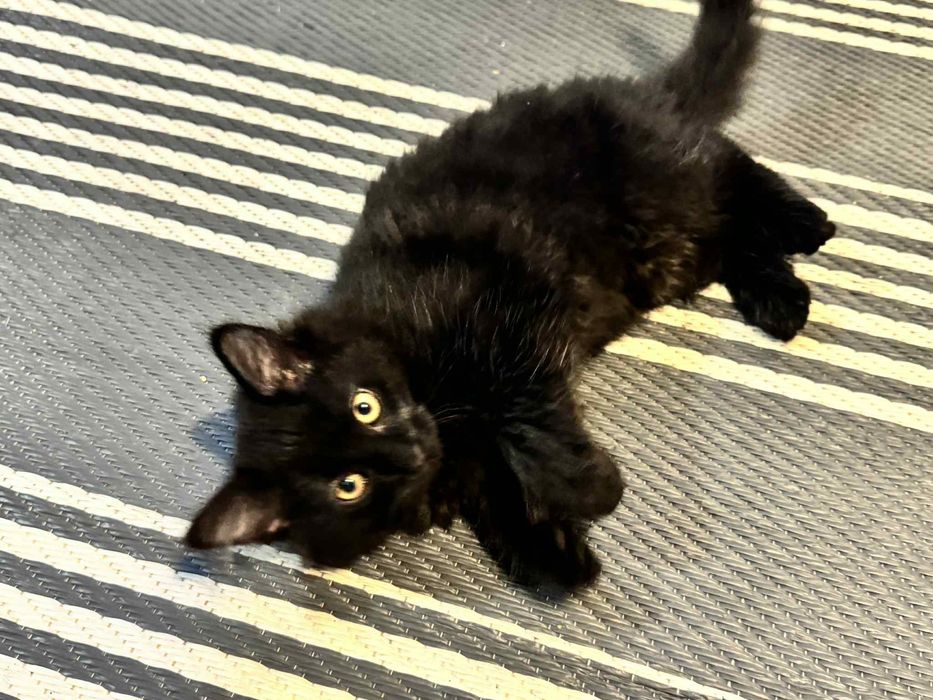 Czubaka czeka na swój domek