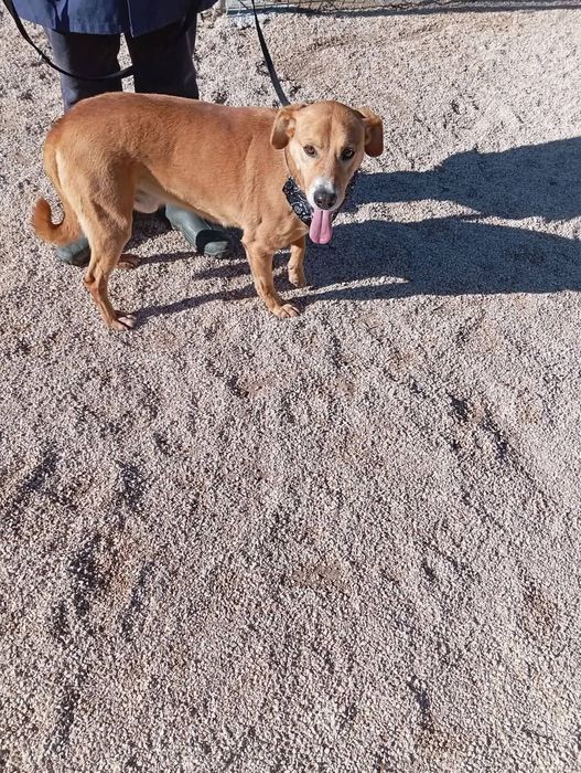 Irmãos lindos para adoção responsável