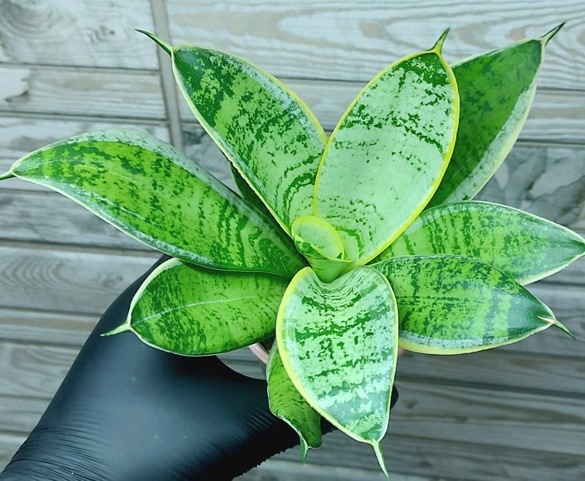 Сансевиерия Ханни Крем.