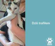 Znaleziono kotka Miechucino (Chmielno)