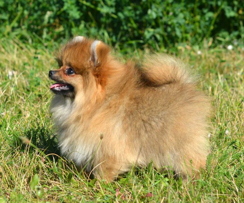 Szpic Miniaturowy Pomeranian śliczna suczka Cleo ZKwP FCI rodowód