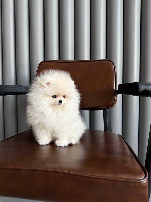 cachorro pomeranian com vacinas