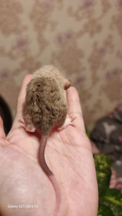 Крыса рекс шоколад девочка