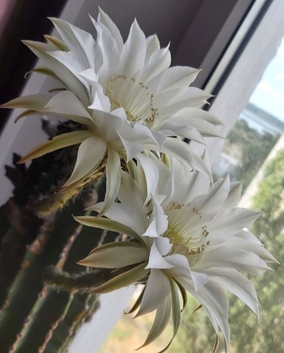 Єхінопсис кактус