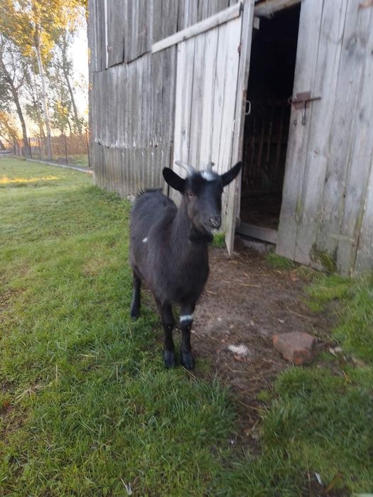 Продам молоду козу,альпійської породи.