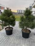 Sosna czarna formowana Pinus Nigra 110-140 cm dowóz