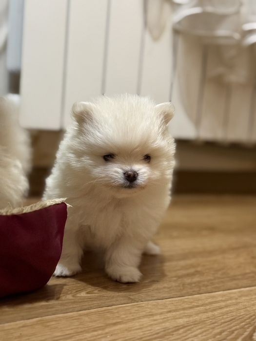 Продам померанского шпица