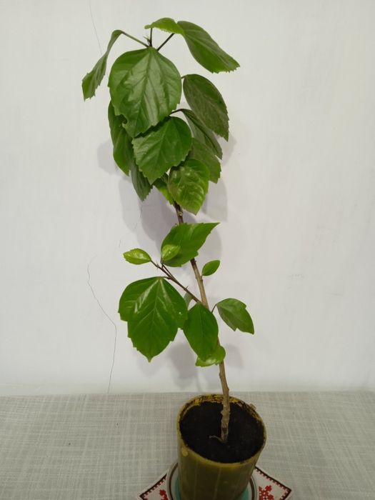 Китайська троянда, махрова