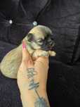 Pieski chihuahua zkwp
