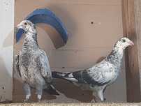 Pombos linha antiga