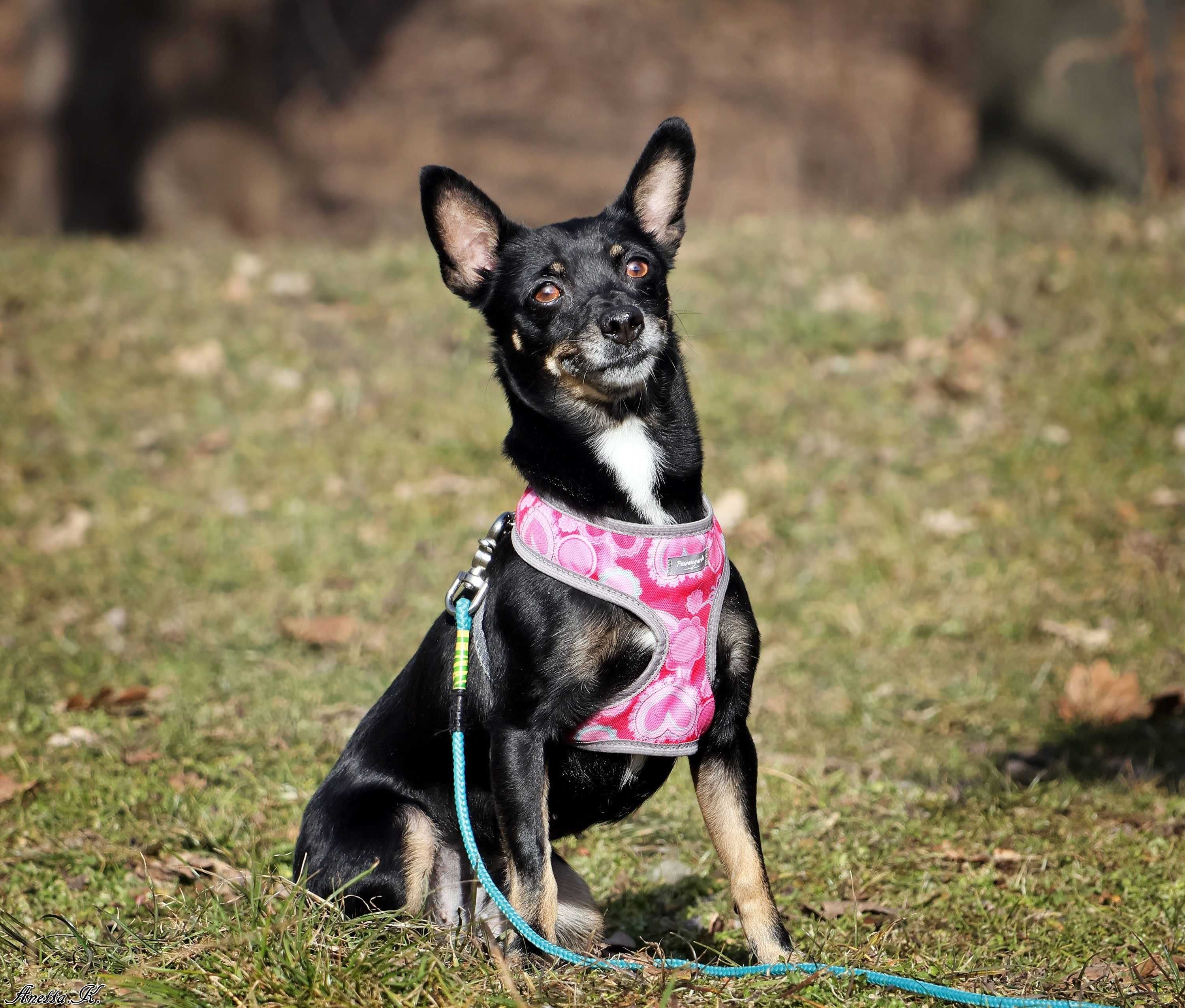 Adopcja: Tekla, 6 kg pinczerka z charakterem i wielkim sercem