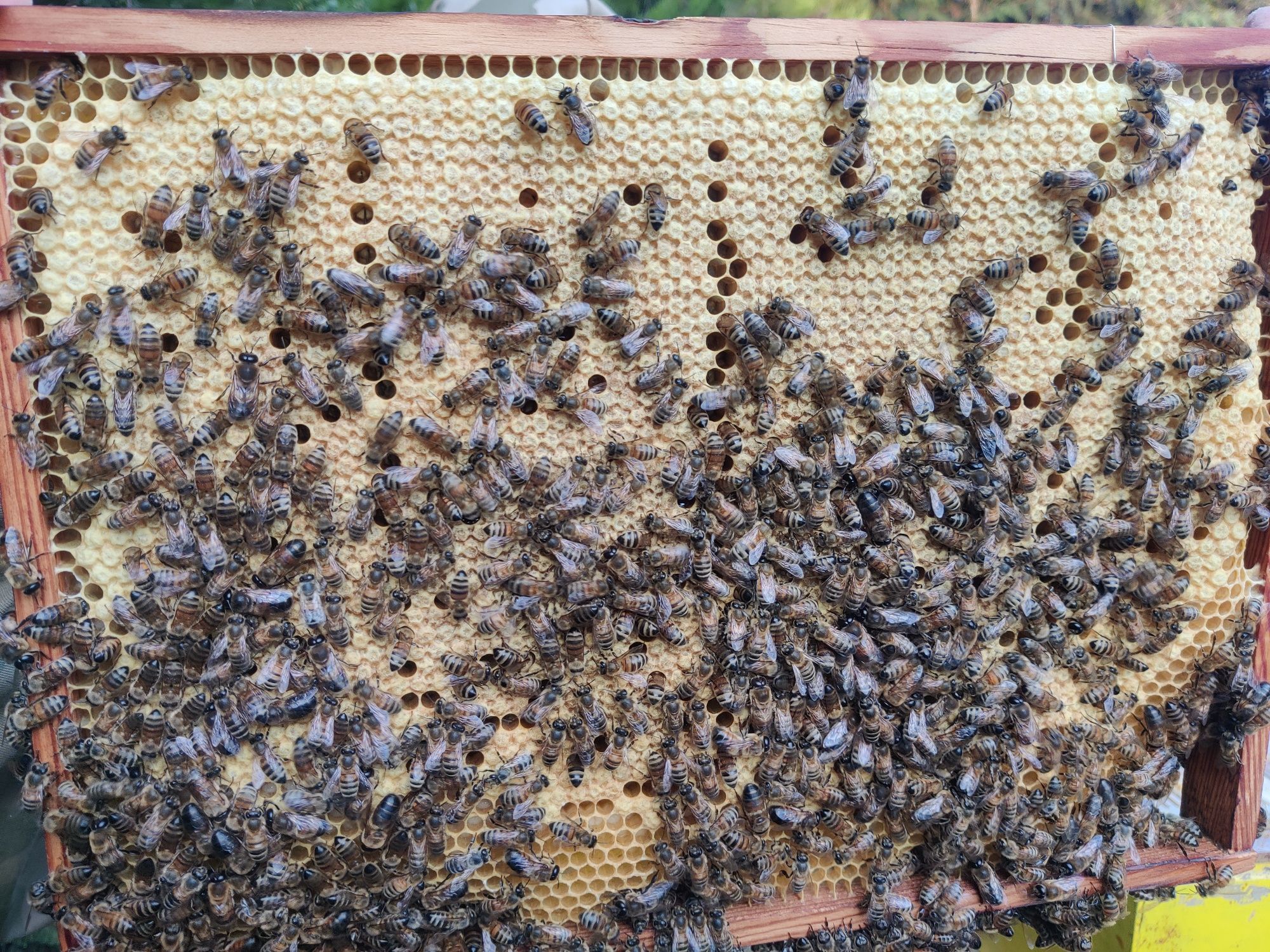 Matki pszczele unasienione Buckfast KB i Krainka Karolinka 2024