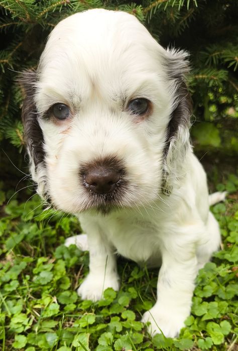 Cocker Spaniel Angielski-suczka Yoda Gdowska Wataha