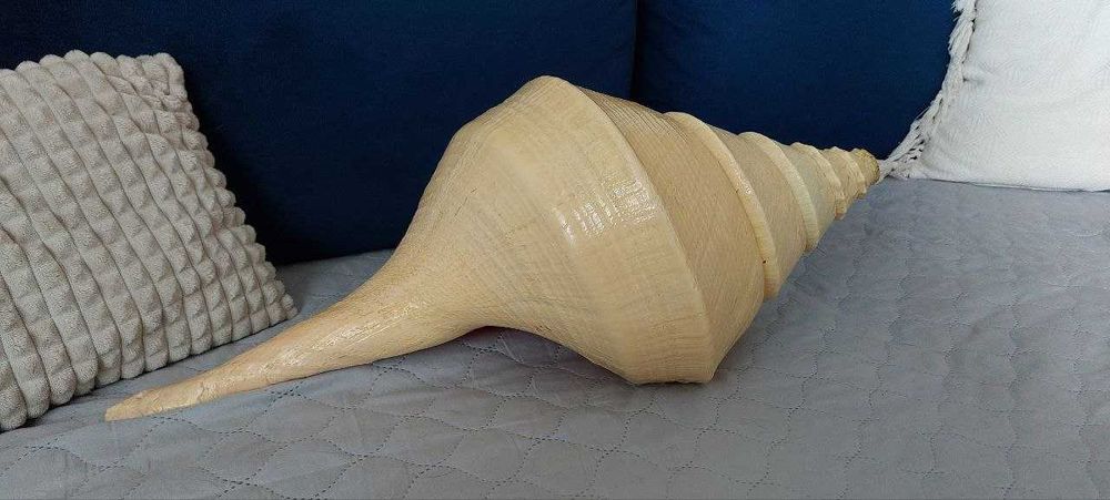 Syrinx Aruanus Concha *róg sygnałowy XXXL* 62 cm +Cassis Cornuta 20cm