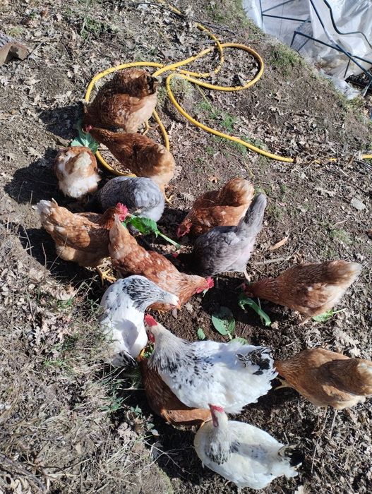 Ovos caseiros de galinha ao ar livre