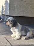 Shih tzu suczka 4 letnia