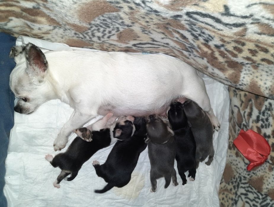 Suczka chihuahua z rodowodem