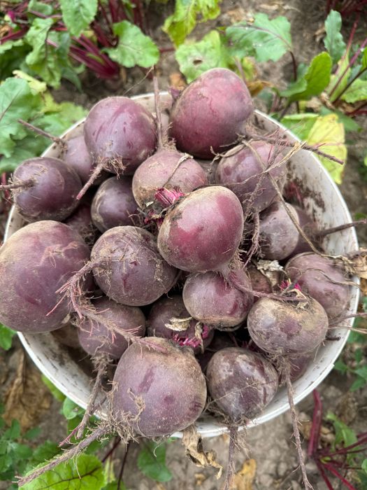 морква, буряк, капуста!