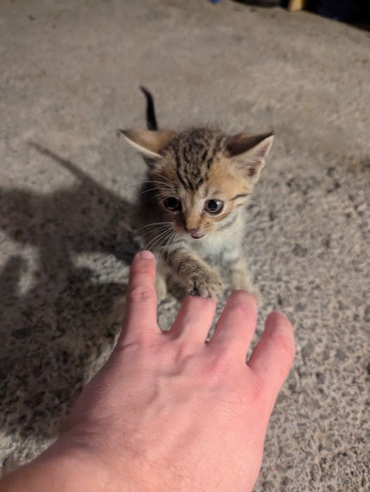 Заберіть у сім'ю цього нано котика)