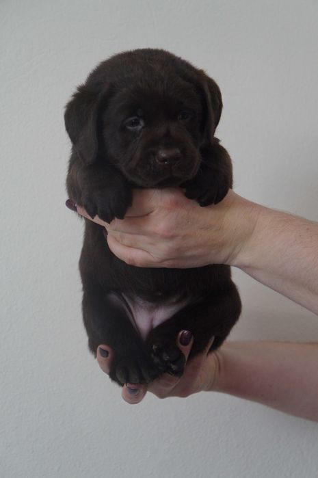 Labrador Retriever ZKwP/FCI- czekoladowa sunia
