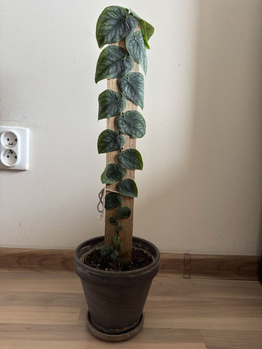 Monstera DUBIA (60 cm)