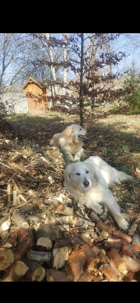 Pies Golden Retriever z Rodowodem i pełną dokumentacją FCE