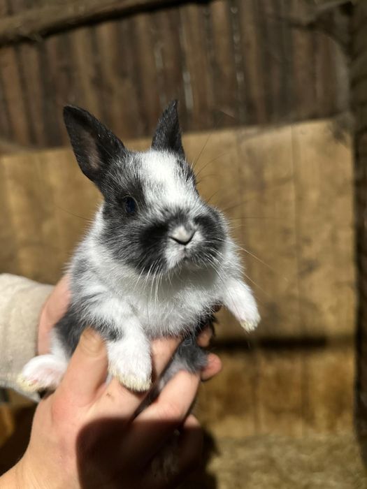 Królik miniaturka królik miniaturowy