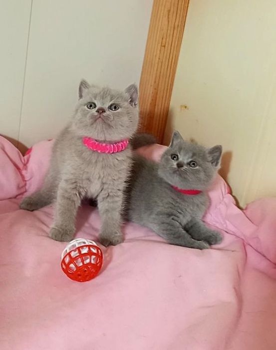 Котенок : Плюшевые комочки радости .